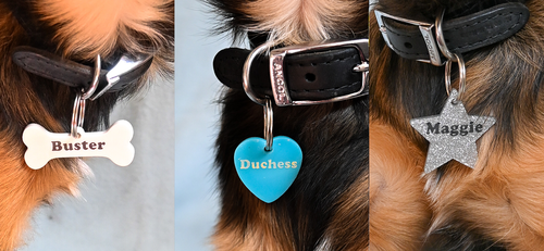 International Dog Day: Team Tatty's Pets